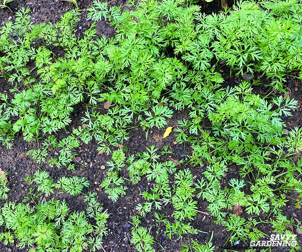 Carrot Spacing Guide: Maximize Root Size & Flavor