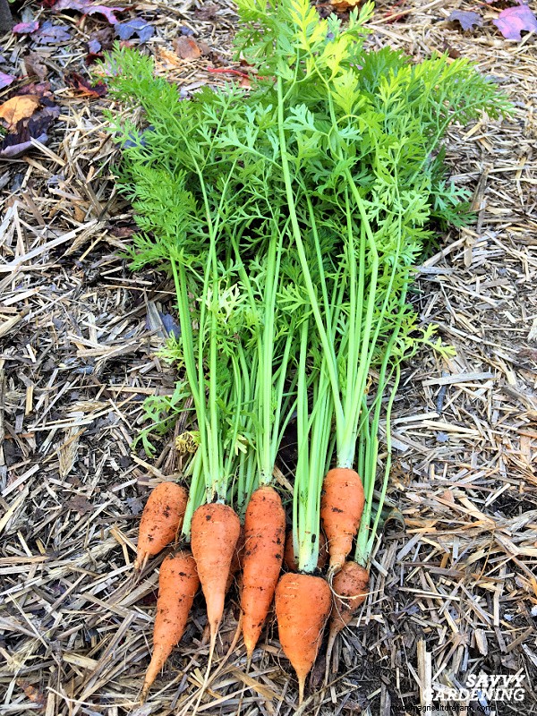 Carrot Spacing Guide: Maximize Root Size & Flavor