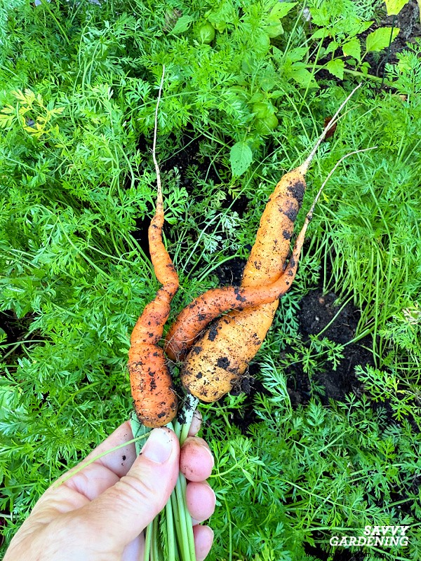 Carrot Spacing Guide: Maximize Root Size & Flavor