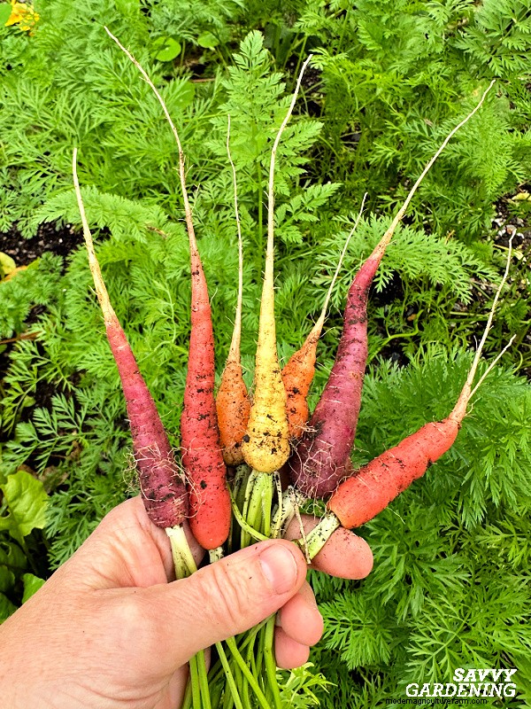 Carrot Spacing Guide: Maximize Root Size & Flavor