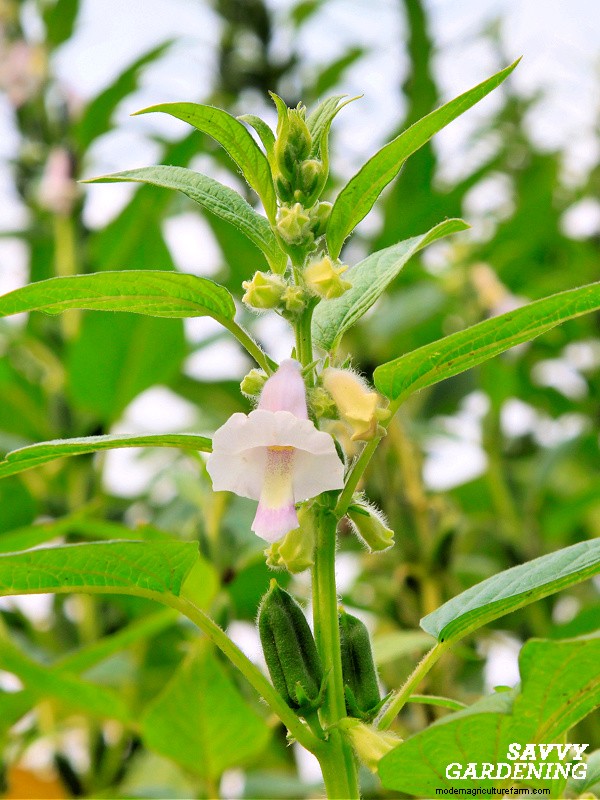 Sesame Plants: A Complete Guide to Growing Delicious Seeds & Attracting Bees