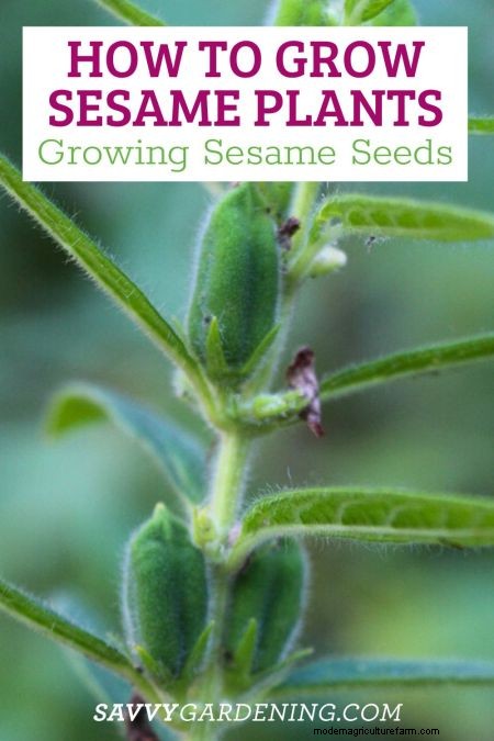 Sesame Plants: A Complete Guide to Growing Delicious Seeds & Attracting Bees