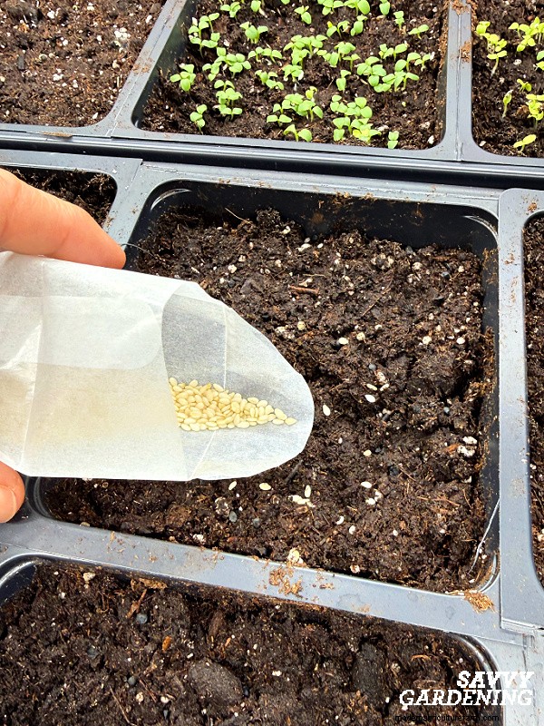 Sesame Plants: A Complete Guide to Growing Delicious Seeds & Attracting Bees