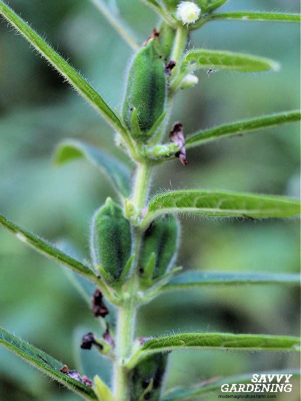 Sesame Plants: A Complete Guide to Growing Delicious Seeds & Attracting Bees