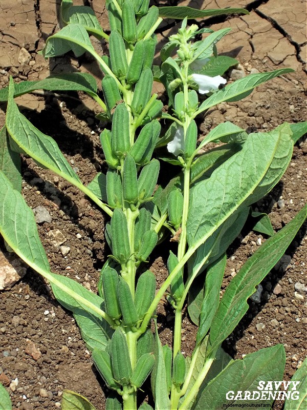 Sesame Plants: A Complete Guide to Growing Delicious Seeds & Attracting Bees