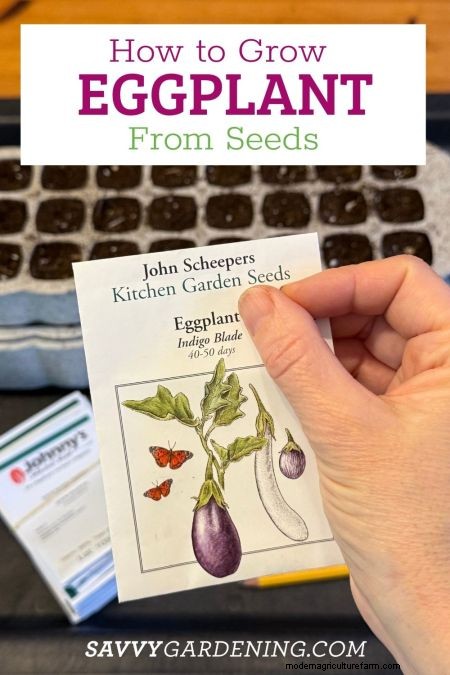 How to Grow Eggplant from Seed: A Complete Guide for Beginners