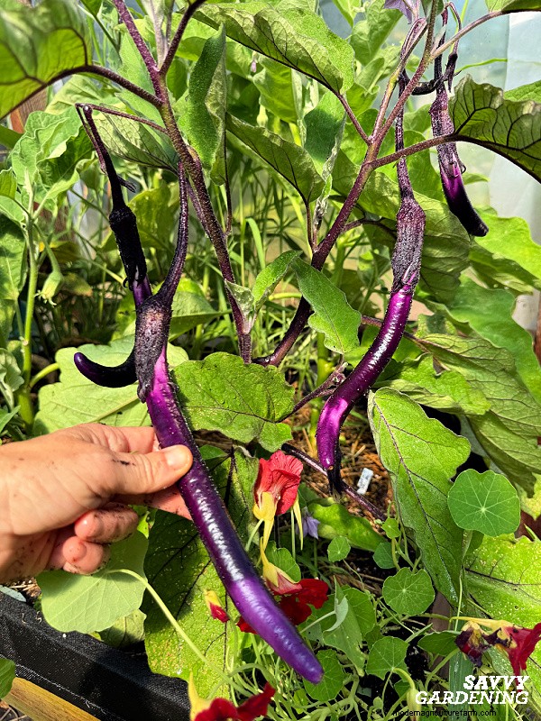 How to Grow Eggplant from Seed: A Complete Guide for Beginners