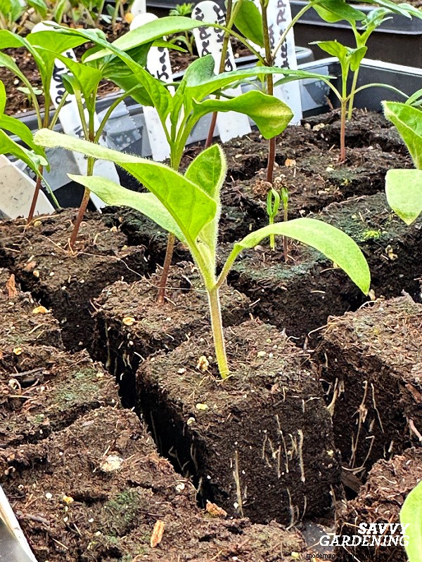How to Grow Eggplant from Seed: A Complete Guide for Beginners