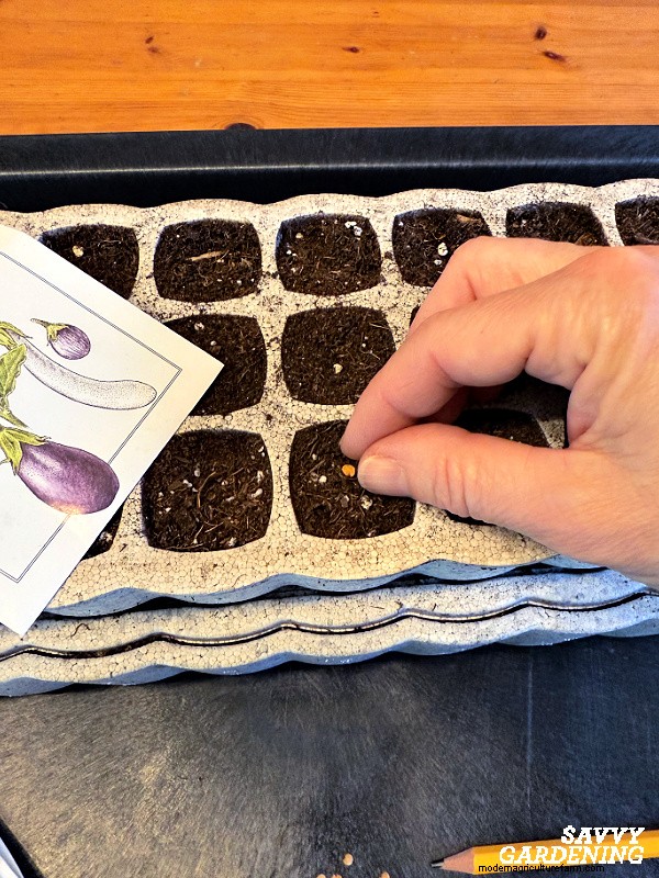 How to Grow Eggplant from Seed: A Complete Guide for Beginners