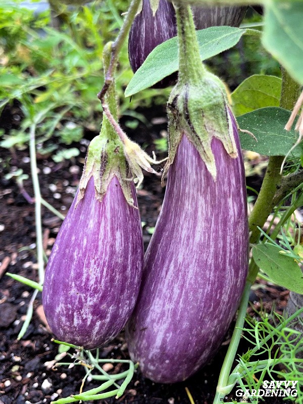 How to Grow Eggplant from Seed: A Complete Guide for Beginners