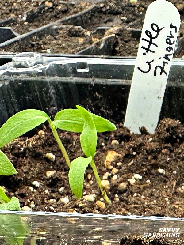 How to Grow Eggplant from Seed: A Complete Guide for Beginners