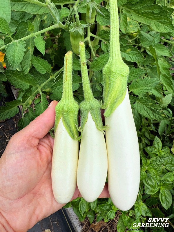 How to Grow Eggplant from Seed: A Complete Guide for Beginners