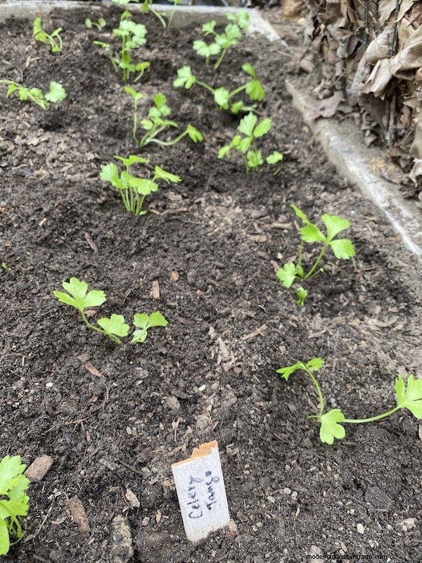 How to Grow Celery from Seed: A Comprehensive Guide for Gardeners
