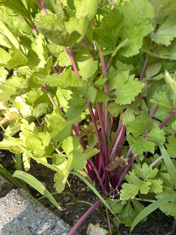 How to Grow Celery from Seed: A Comprehensive Guide for Gardeners
