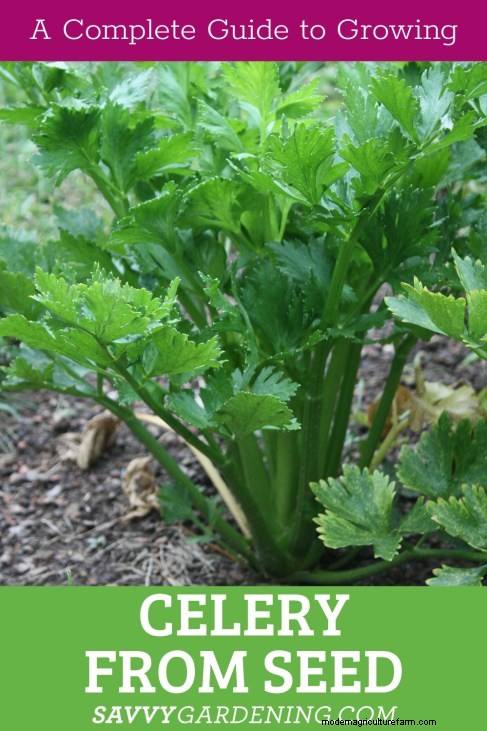 How to Grow Celery from Seed: A Comprehensive Guide for Gardeners