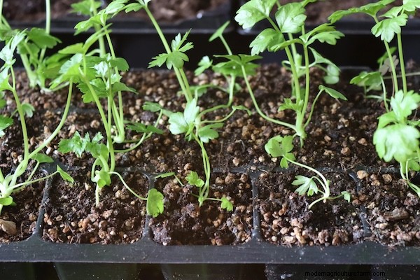 How to Grow Celery from Seed: A Comprehensive Guide for Gardeners