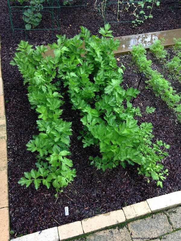 How to Grow Celery from Seed: A Comprehensive Guide for Gardeners