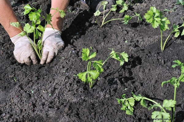 How to Grow Celery from Seed: A Comprehensive Guide for Gardeners