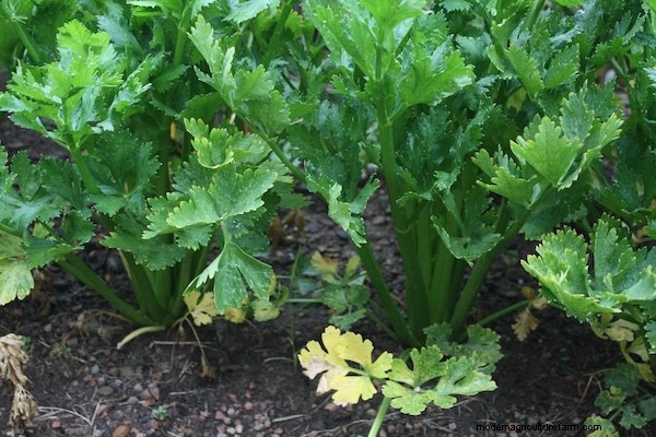 How to Grow Celery from Seed: A Comprehensive Guide for Gardeners