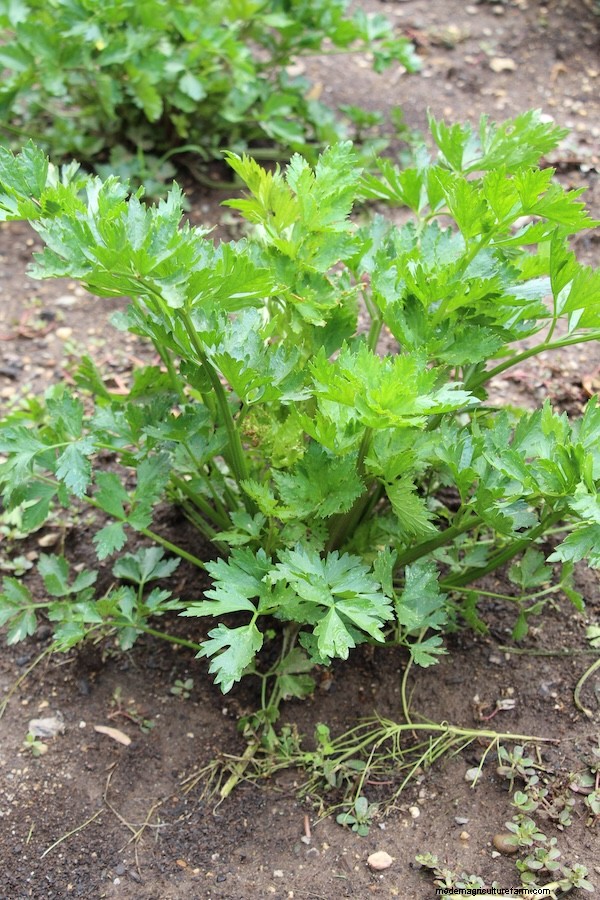How to Grow Celery from Seed: A Comprehensive Guide for Gardeners