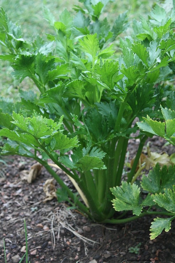 How to Grow Celery from Seed: A Comprehensive Guide for Gardeners