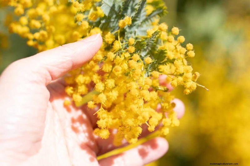 Edible Flowers: A Guide to 69 Delicious Varieties & Culinary Uses