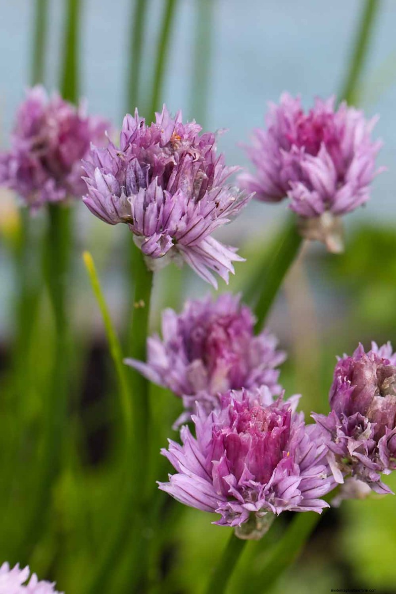 Edible Flowers: A Guide to 69 Delicious Varieties & Culinary Uses