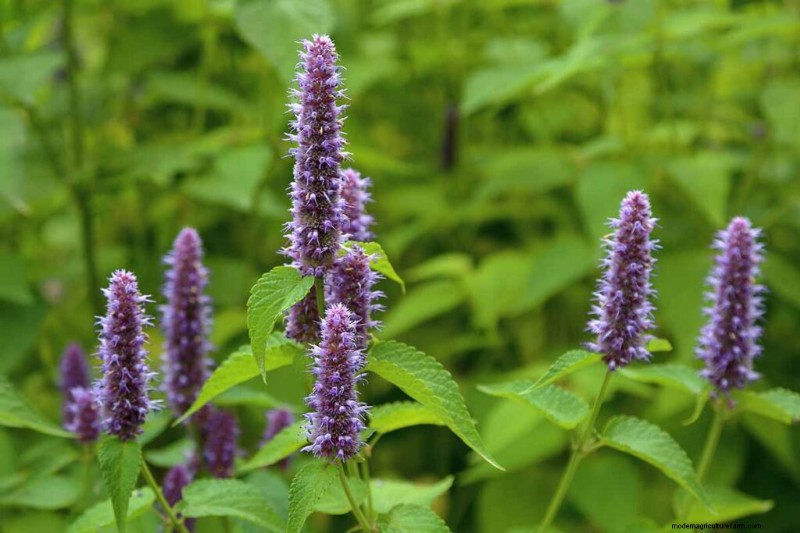 Edible Flowers: A Guide to 69 Delicious Varieties & Culinary Uses