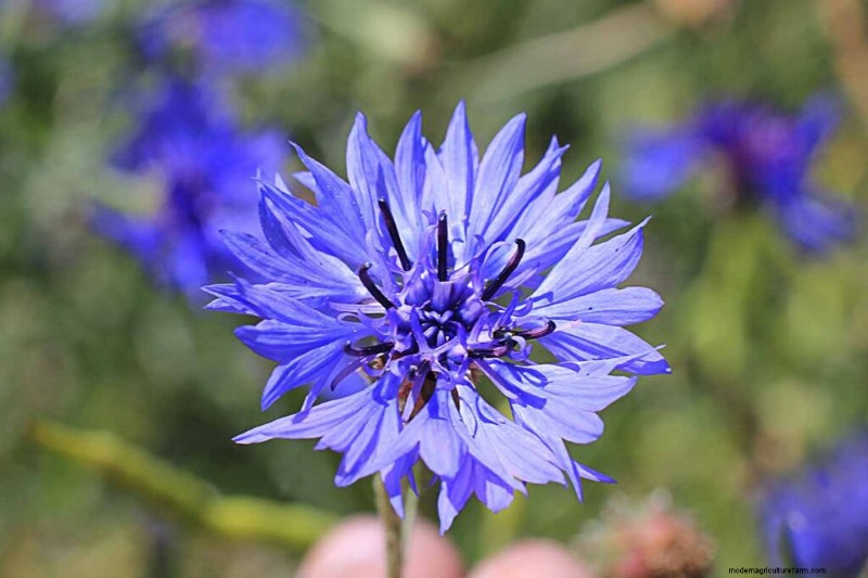 Edible Flowers: A Guide to 69 Delicious Varieties & Culinary Uses