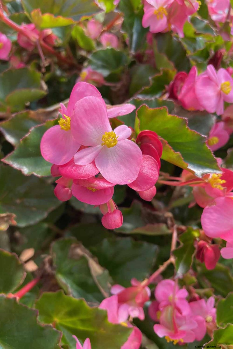 Edible Flowers: A Guide to 69 Delicious Varieties & Culinary Uses