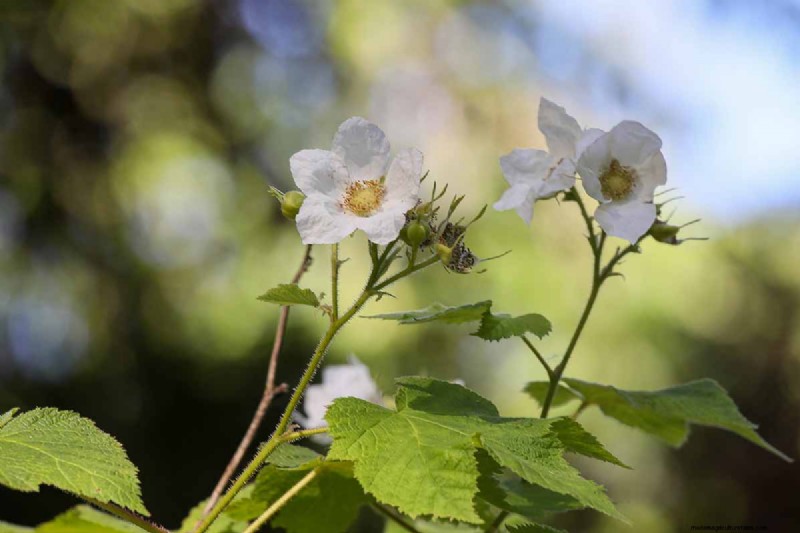 Edible Flowers: A Guide to 69 Delicious Varieties & Culinary Uses