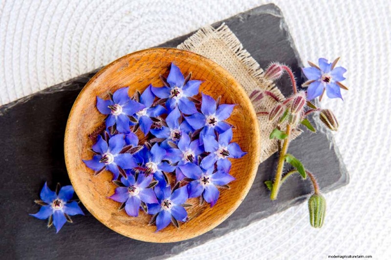 Edible Flowers: A Guide to 69 Delicious Varieties & Culinary Uses