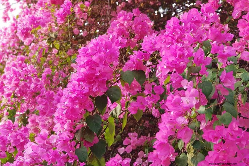 Edible Flowers: A Guide to 69 Delicious Varieties & Culinary Uses