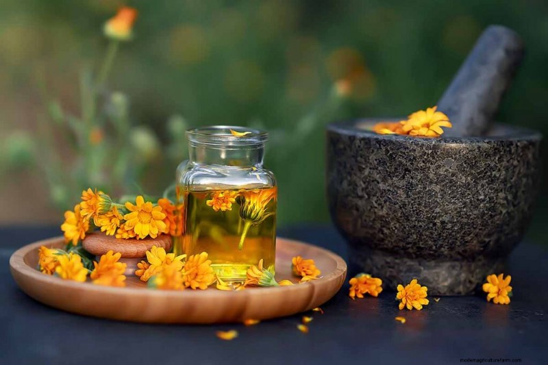 Edible Flowers: A Guide to 69 Delicious Varieties & Culinary Uses
