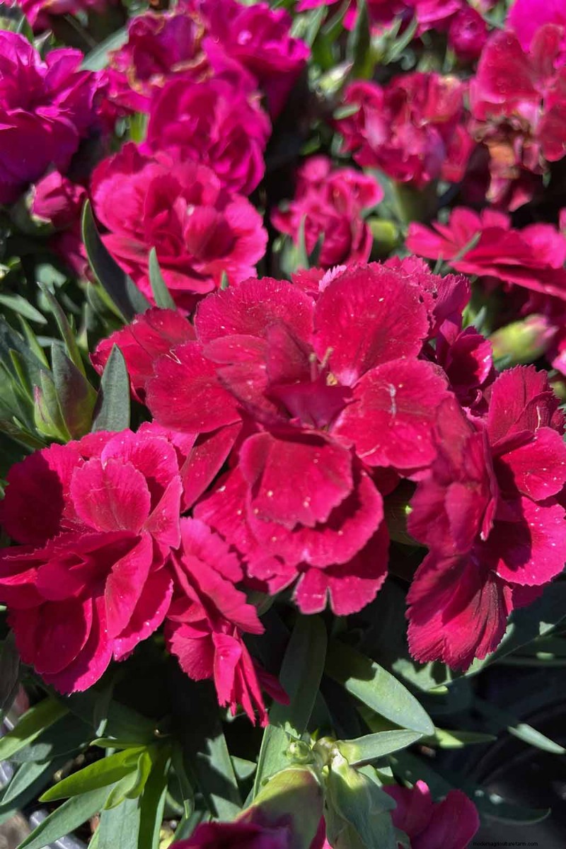 Edible Flowers: A Guide to 69 Delicious Varieties & Culinary Uses