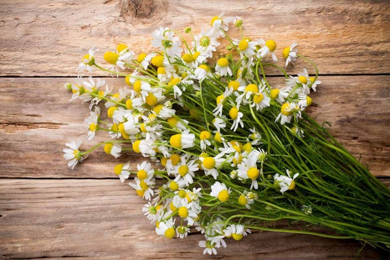Edible Flowers: A Guide to 69 Delicious Varieties & Culinary Uses