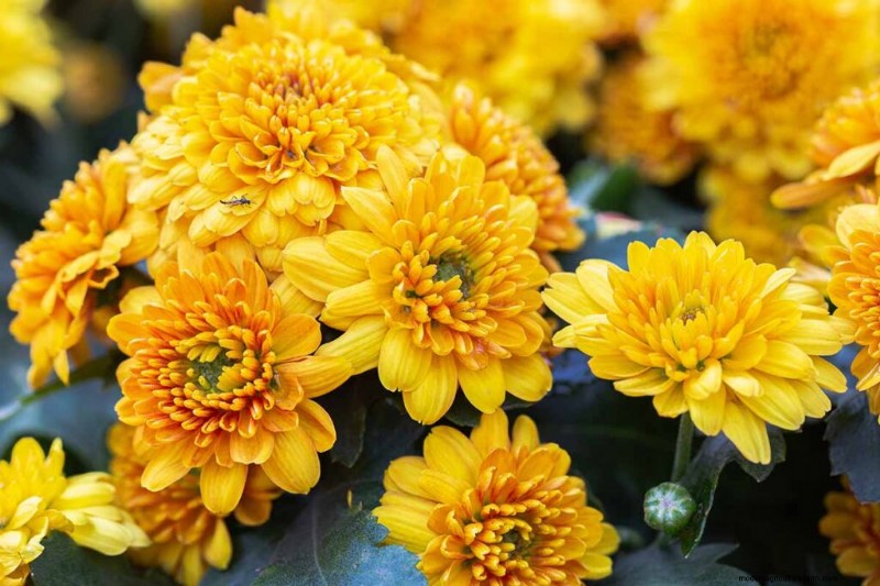 Edible Flowers: A Guide to 69 Delicious Varieties & Culinary Uses