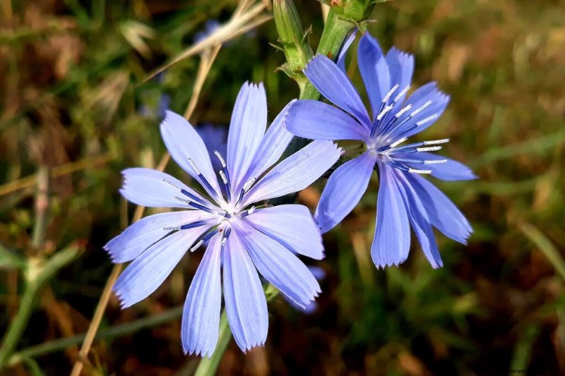 Edible Flowers: A Guide to 69 Delicious Varieties & Culinary Uses