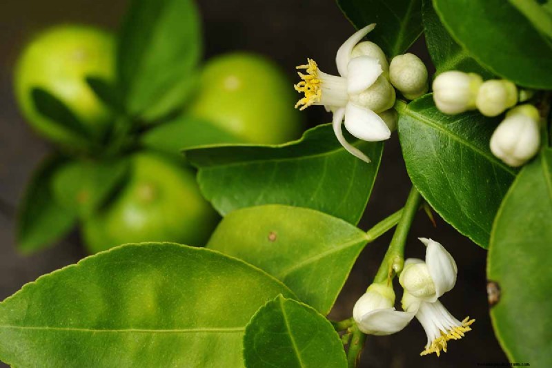 Edible Flowers: A Guide to 69 Delicious Varieties & Culinary Uses