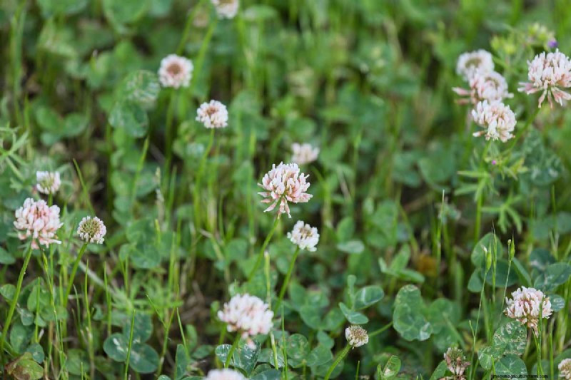 Edible Flowers: A Guide to 69 Delicious Varieties & Culinary Uses