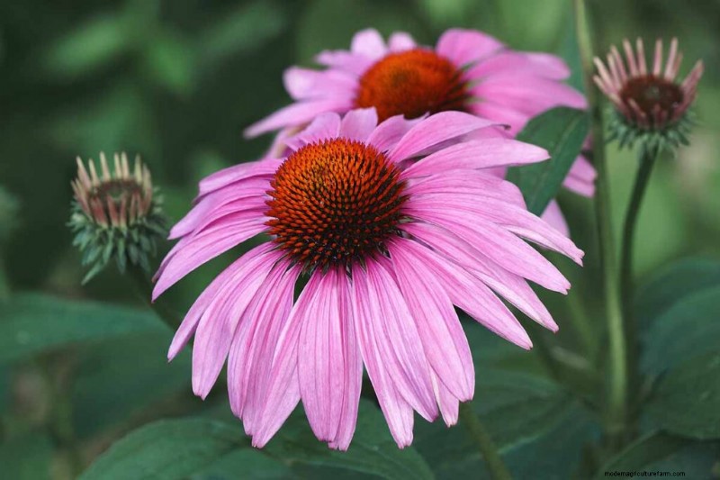 Edible Flowers: A Guide to 69 Delicious Varieties & Culinary Uses