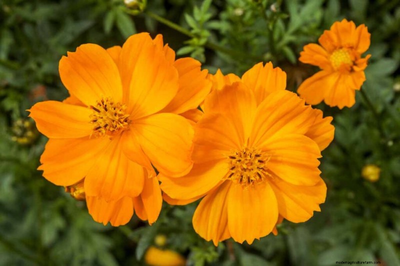 Edible Flowers: A Guide to 69 Delicious Varieties & Culinary Uses