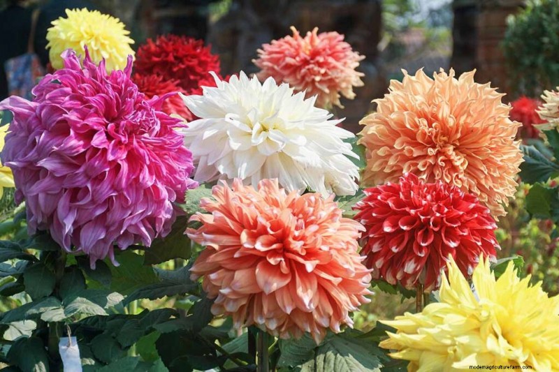 Edible Flowers: A Guide to 69 Delicious Varieties & Culinary Uses