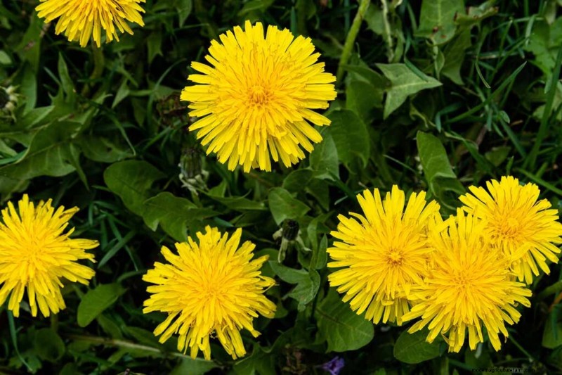 Edible Flowers: A Guide to 69 Delicious Varieties & Culinary Uses