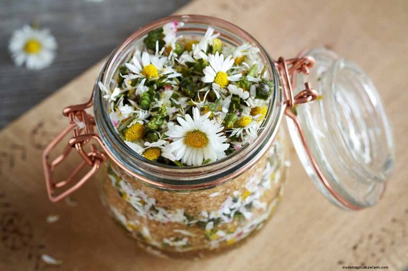 Edible Flowers: A Guide to 69 Delicious Varieties & Culinary Uses