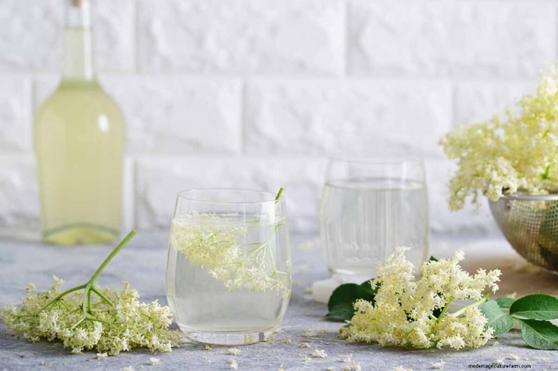 Edible Flowers: A Guide to 69 Delicious Varieties & Culinary Uses