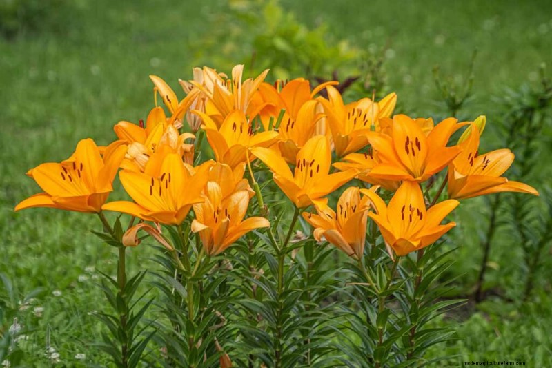 Edible Flowers: A Guide to 69 Delicious Varieties & Culinary Uses