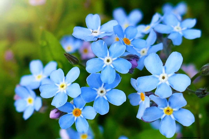 Edible Flowers: A Guide to 69 Delicious Varieties & Culinary Uses