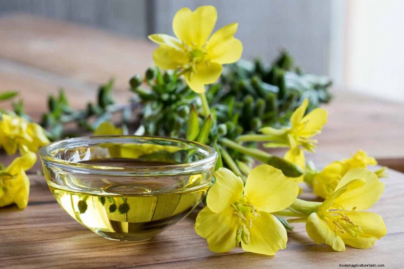 Edible Flowers: A Guide to 69 Delicious Varieties & Culinary Uses