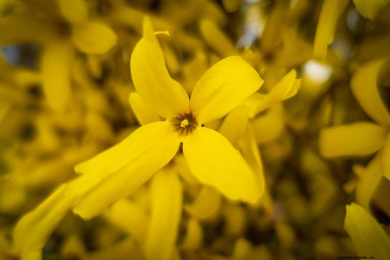 Edible Flowers: A Guide to 69 Delicious Varieties & Culinary Uses